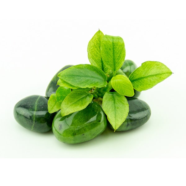 Anubias nana Jade – Image 2