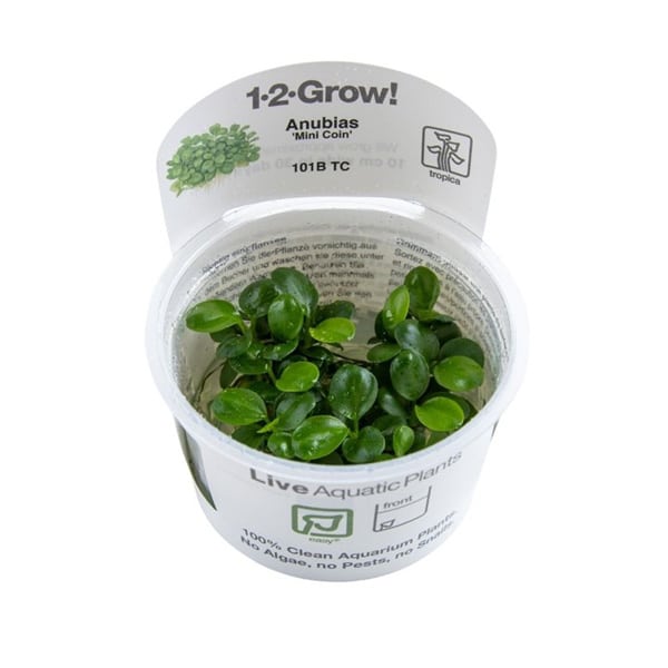 Anubias Mini Coin in vitro