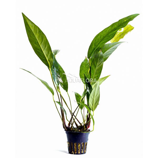 Anubias Lanceolata