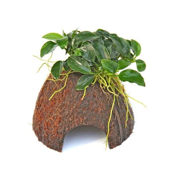 Anubias nana Bonsaï sur Coco