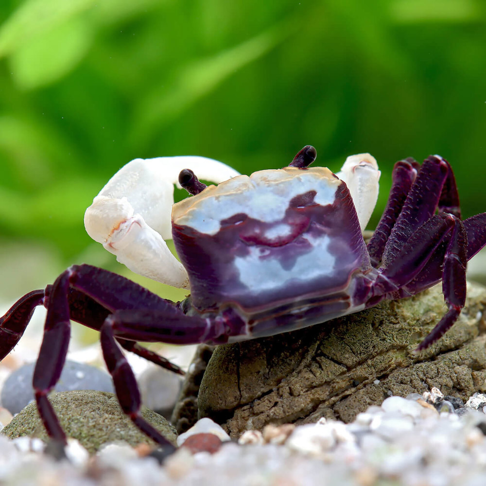 Crabe Geosesarma bornea Panda – mâle