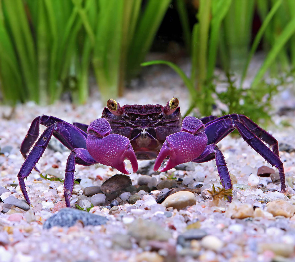 Crabe Geosesarma dennerle – mâle