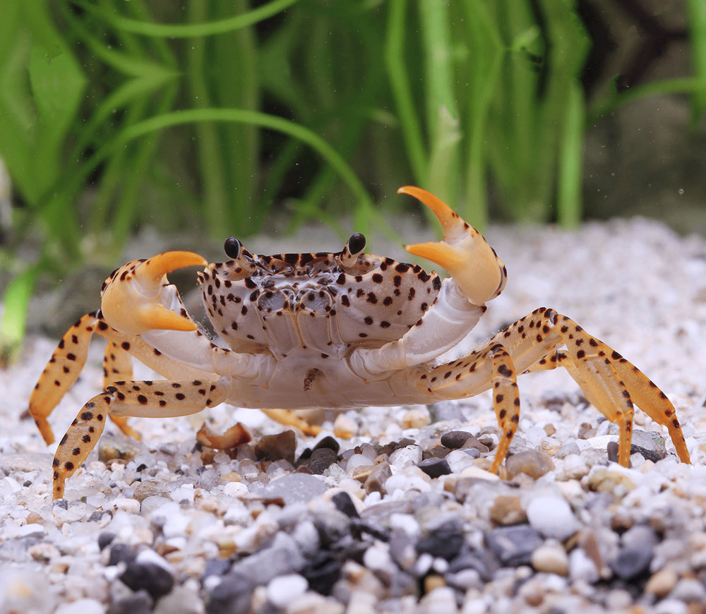 Crabe Panthère – Parathelphusa pantherina