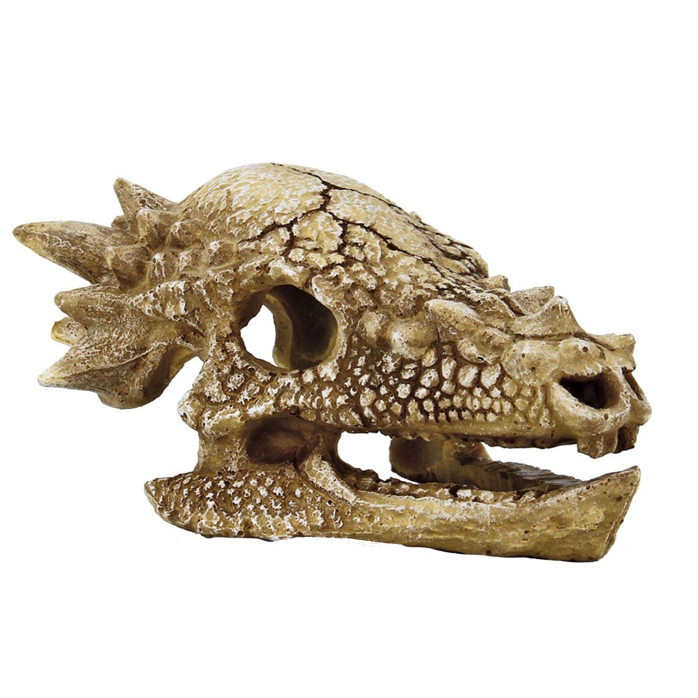 Crâne de T-Rex M – 12,4 x 16,7 x 9 cm