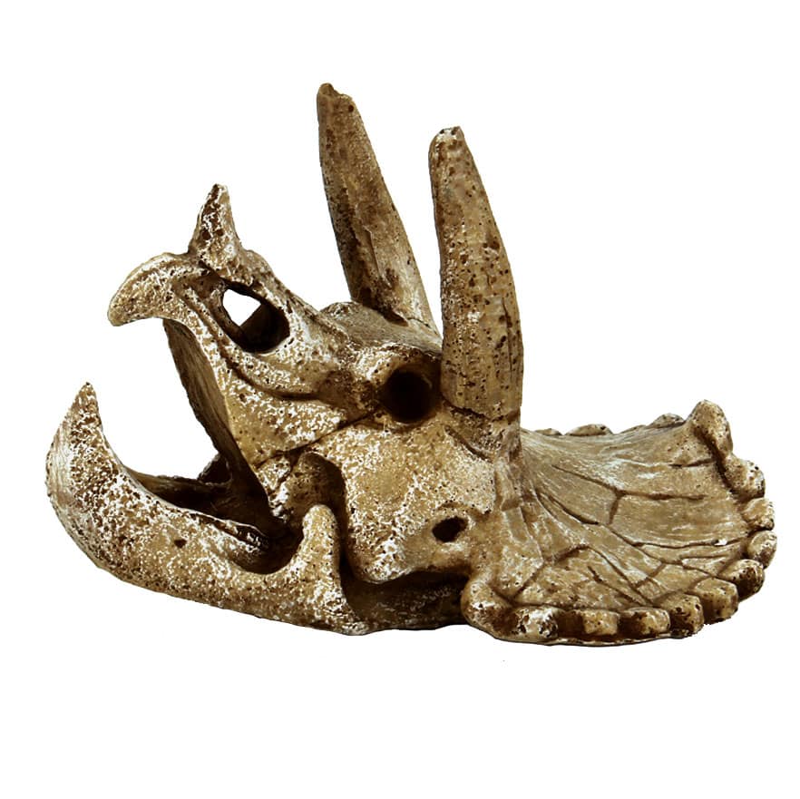 Crâne de Triceratops M – 15,7 x 12,8 x 11,5 cm
