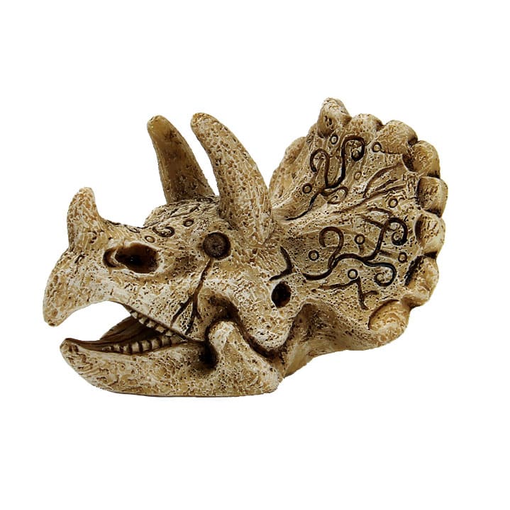 Crâne de Triceratops S – 6,2 x 8 x 4,2 cm