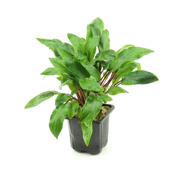 Cryptocoryne undulata Red XL