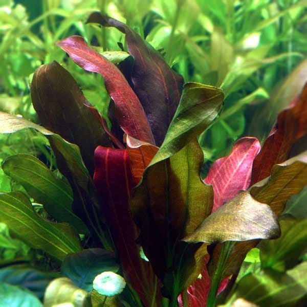 Echinodorus Barthii XL – Image 3