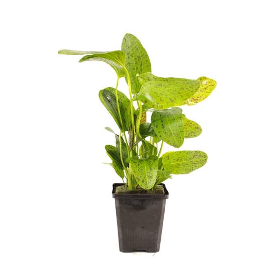 Echinodorus Ozelot Green XL