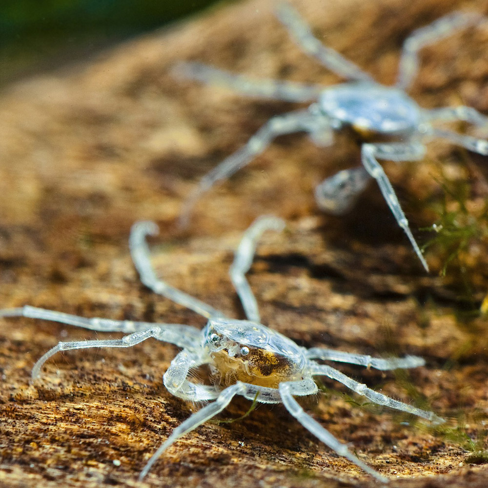 Limnopilos naiyanetri – micro-crabe