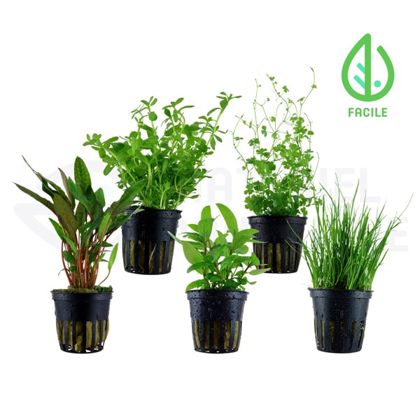 Lot de 5 plantes en pot Faciles – Avant / Milieu de plan
