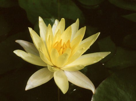 Lawana Nénuphar Précultivé Jaune