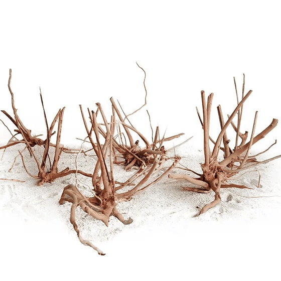 Racine Asia FingerWood / araignée : de 10 à 65cm