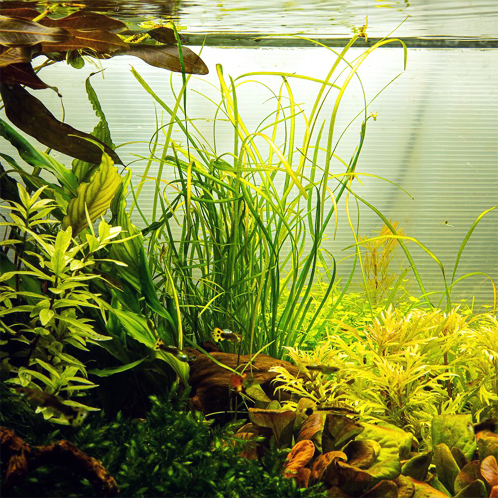 Sagittaria subulata Needle Leaf in vitro – Image 3