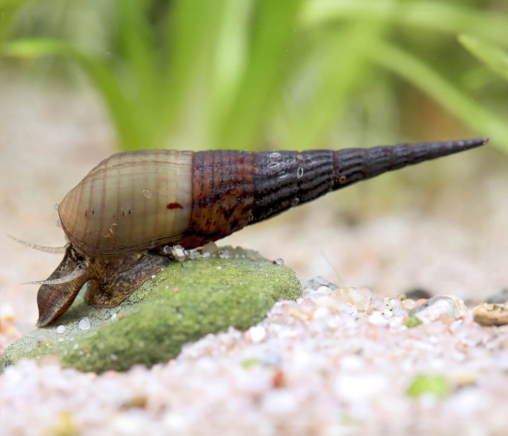 Stenomelania torulosa