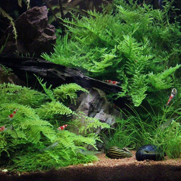 Vesicularia dubyana Christmas en portion – Image 2