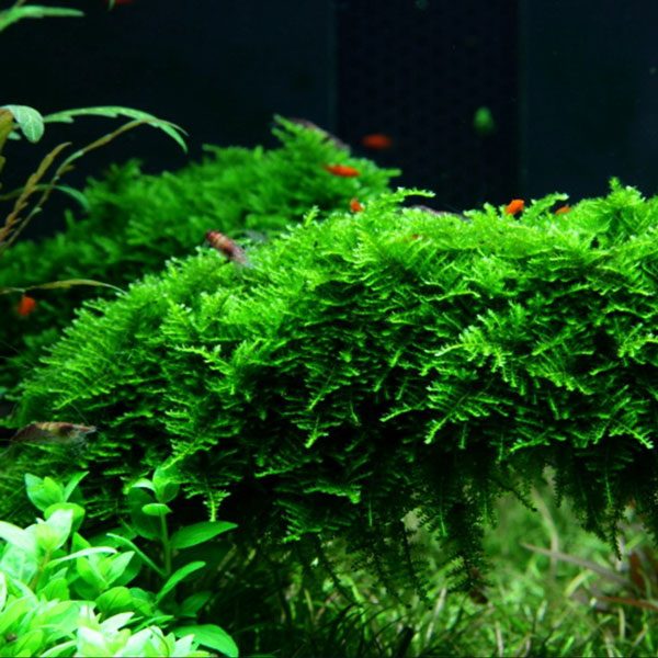 Vesicularia dubyana Christmas en portion