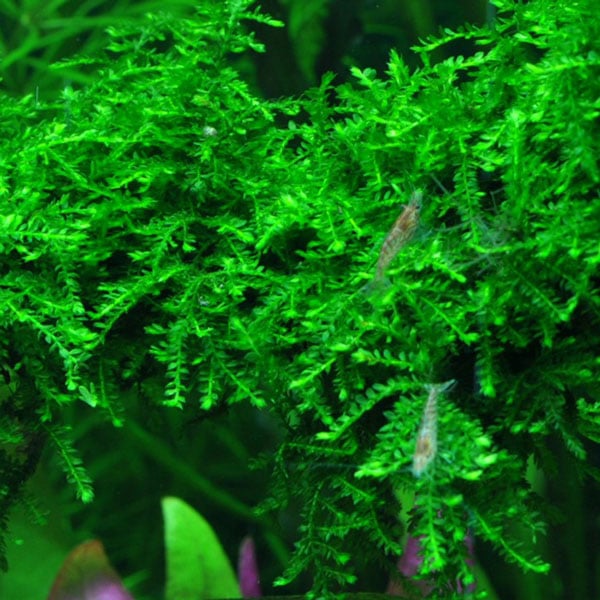 Vesicularia ferriei Weeping moss en portion