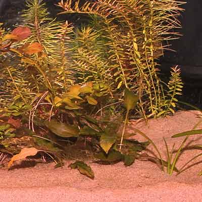 JBL Sansibar Red sol d’aquarium : 5 kg – Image 2