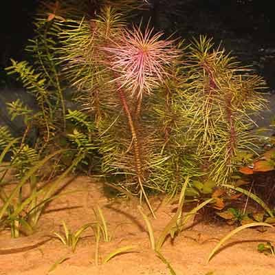 JBL Sansibar Orange sol d’aquarium : 5 kg – Image 2