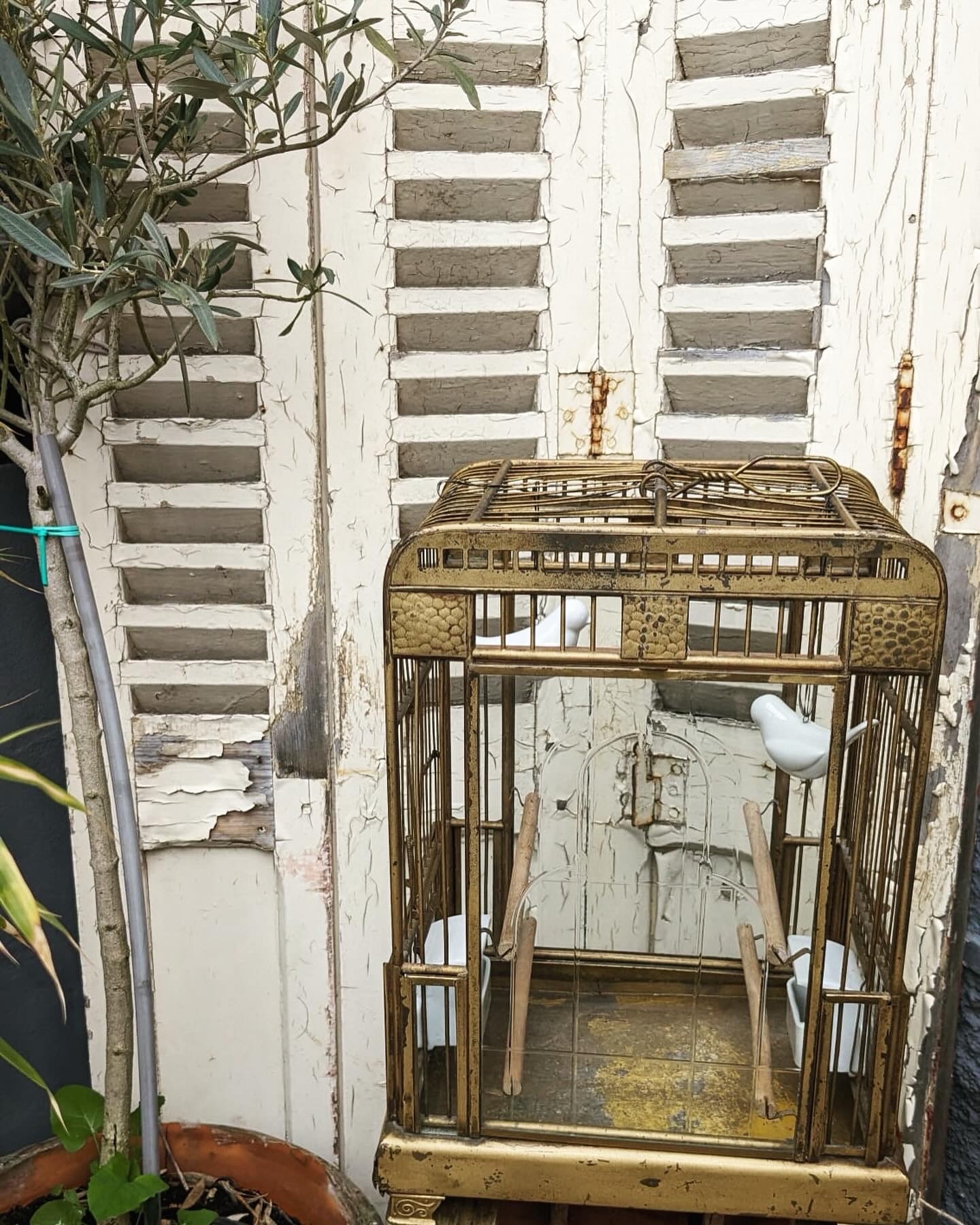 Cage Oiseaux – Image 7