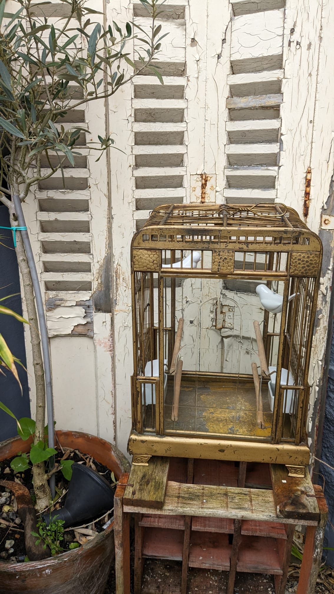 Cage Oiseaux – Image 4