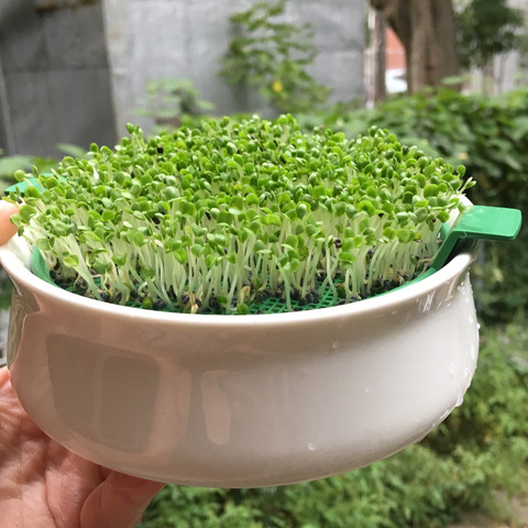 Germoir à mucilagineuses – Image 3