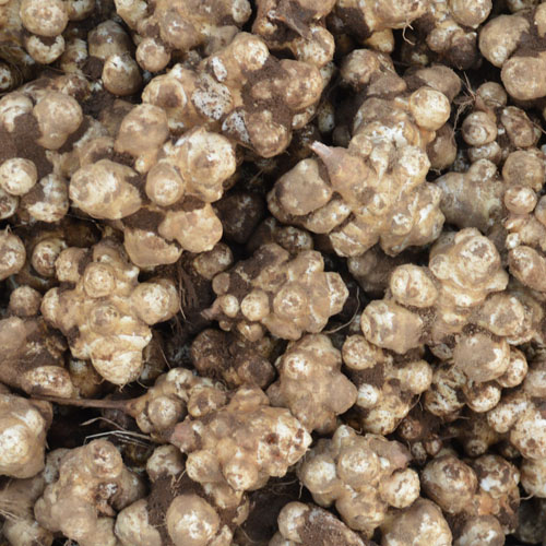 Topinambour blanc ordinaire – Bio