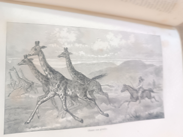 Livre Baker Samuel White découverte de l’Albert N’Yanza Librairie de L.Hachette 1868 – Image 9