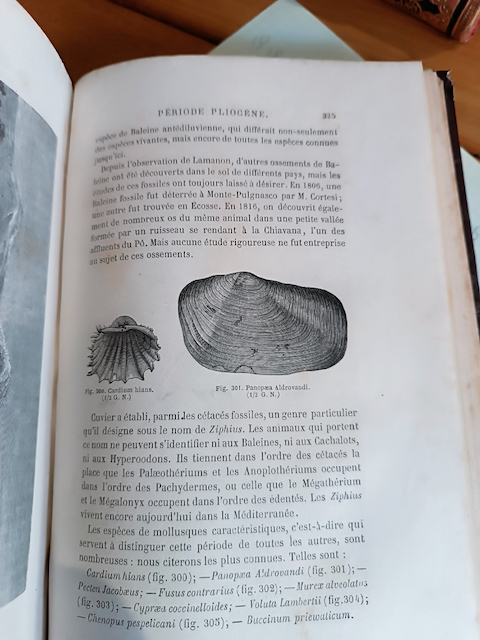 Livre Louis Figuier « La terre avant le déluge » quatrième Edition Hachette 1864 – Image 9